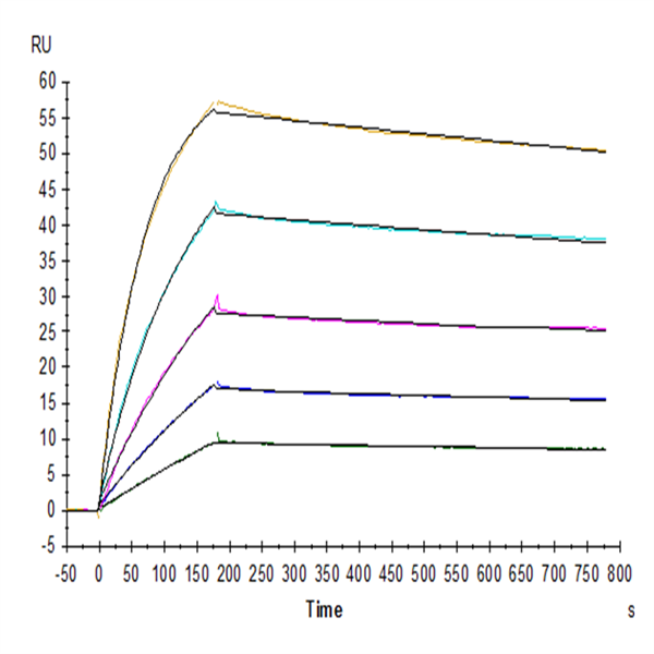 Biotinylated Human TRAIL R1/DR4/TNFRSF10A Protein (TRL-HM4R1B) Biotinylated Human TRAIL R1/DR4/TNFRSF10A Protein (TRL-HM4R1B)