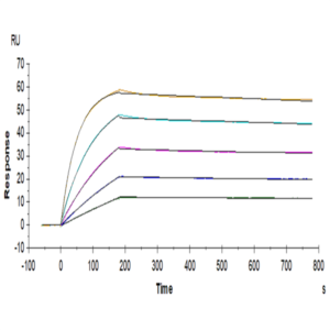 Human TRAIL R4/TNFRSF10D Protein (TRL-HM4R4)
