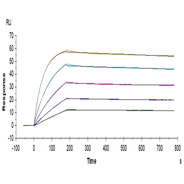 Human TRAIL R4/TNFRSF10D Protein (TRL-HM4R4) Human TRAIL R4/TNFRSF10D Protein (TRL-HM4R4)