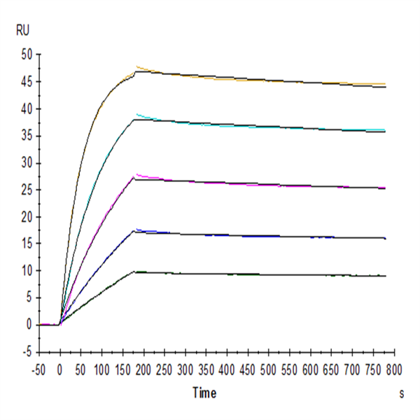 Biotinylated Human TRAIL R4/TNFRSF10D Protein (TRL-HM4R4B) Biotinylated Human TRAIL R4/TNFRSF10D Protein (TRL-HM4R4B)