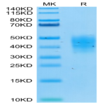 Biotinylated Human TRAIL R4/TNFRSF10D Protein (TRL-HM4R4B)