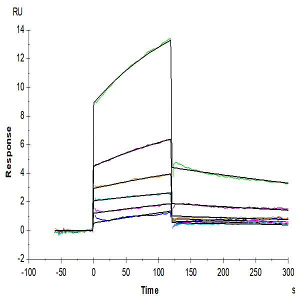 Mouse TRAIL/TNFRSF10 Protein (TRL-ME101)