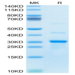 Mouse TRAIL/TNFRSF10 Protein (TRL-ME101)