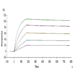 Mouse TRAIL R2/DR5/TNFRSF10B Protein (TRL-MM1R2)