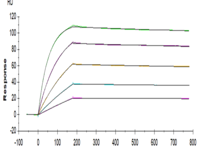 Mouse TRAIL R2/DR5/TNFRSF10B Protein (TRL-MM1R2)