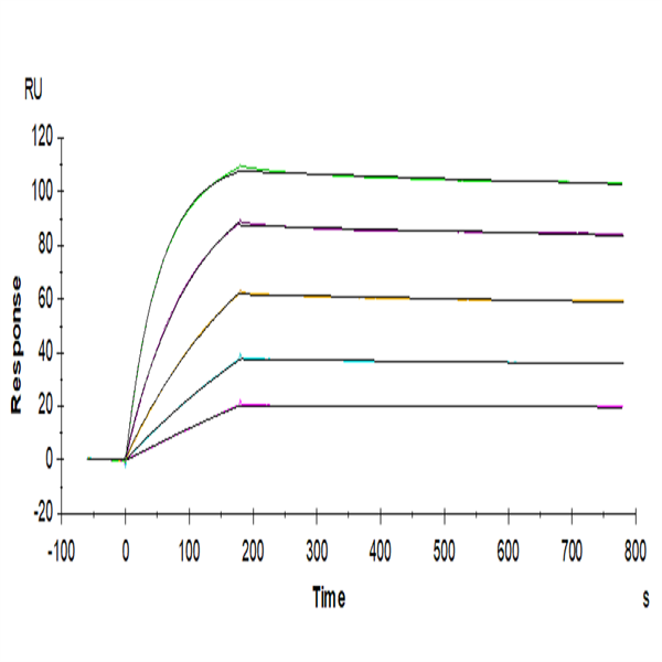 Mouse TRAIL R2/DR5/TNFRSF10B Protein (TRL-MM1R2) Mouse TRAIL R2/DR5/TNFRSF10B Protein (TRL-MM1R2)