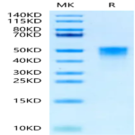 Cynomolgus TROP-2/TACSTD2 Protein (TRP-CM121)