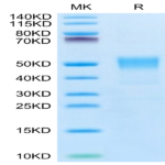 Biotinylated Human TROP-2/TACSTD2 Protein (TRP-HM421B)