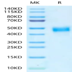 Mouse TROP-2/TACSTD2 Protein (TRP-MM121)