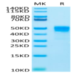 Rat TROP-2/TACSTD2 Protein (TRP-RM121)