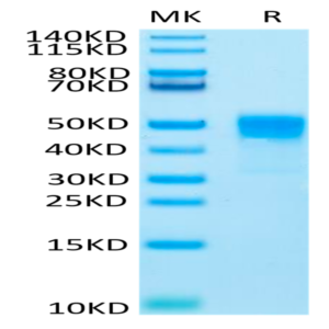 Rat TROP-2/TACSTD2 Protein (TRP-RM121)
