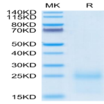Biotinylated Cynomolgus TSLP Protein (Primary Amine Labeling) (TSP-CM101B)