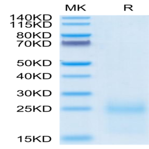 Biotinylated Cynomolgus TSLP Protein (Primary Amine Labeling) (TSP-CM101B)