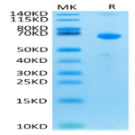 Human TSLPR Protein (TSP-HM20R)