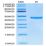 Human TSPAN8 Protein (TSP-HM2N8)