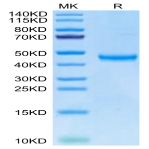 Human TSPAN8 Protein (TSP-HM2N8)