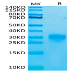 Biotinylated Human TSLP (R127A, R130A) Protein (TSP-HM402B)