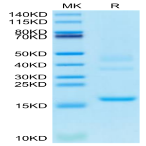 Cynomolgus Transthyretin/Prealbumin Protein (TSR-CM101)
