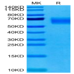 Cynomolgus TYRO3 Protein (TYR-CM103)