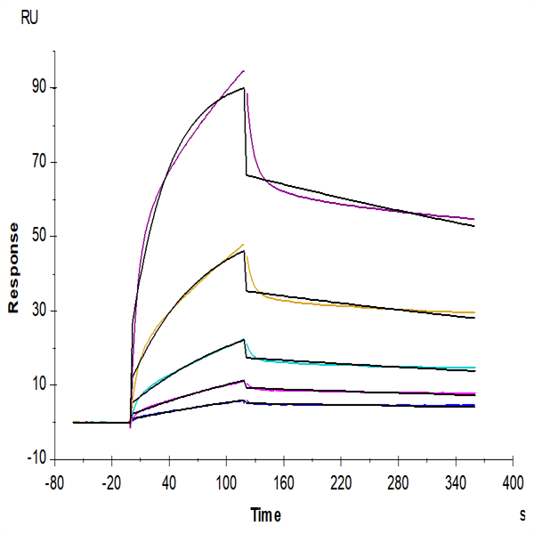 Human ULBP-2 Protein (ULB-HM202) Human ULBP-2 Protein (ULB-HM202)