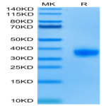Biotinylated Human ULBP-2 Protein (ULB-HM402B)
