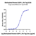 Biotinylated Human ULBP-1 Protein (ULB-HM4P1B)