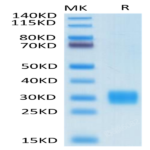 Biotinylated Human ULBP-1 Protein (ULB-HM4P1B)