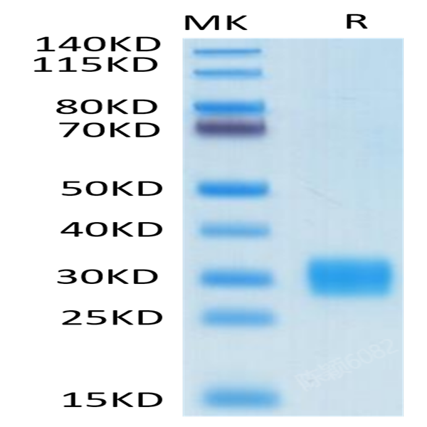 Biotinylated Human ULBP-1 Protein (ULB-HM4P1B)