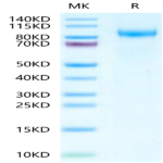 Mouse VCAM-1/CD106 Protein (VAM-MM106)