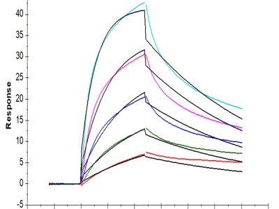 Human VLDLR Protein (VDR-HM101)