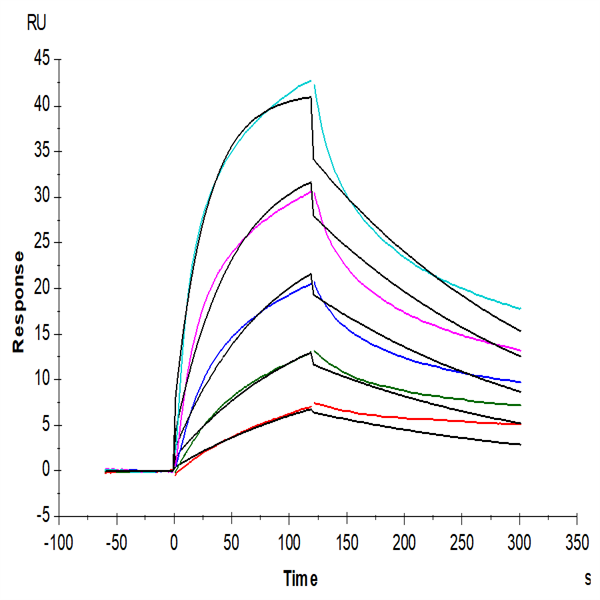 Human VLDLR Protein (VDR-HM101) Human VLDLR Protein (VDR-HM101)