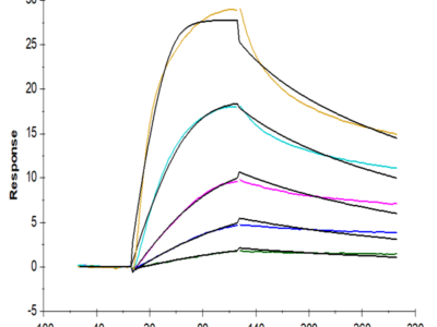 Mouse VLDLR Protein (VDR-MM101)