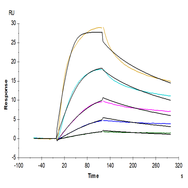 Mouse VLDLR Protein (VDR-MM101)
