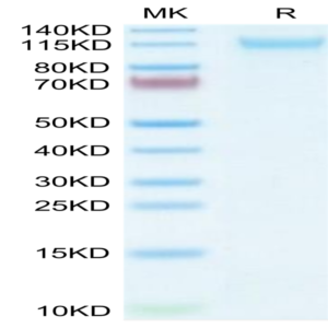 Mouse VLDLR Protein (VDR-MM101)