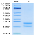 Human VEGF121 Protein (VEG-HM021)