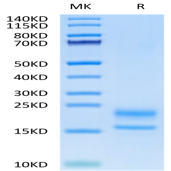 Human VEGF121 Protein (VEG-HM021)