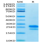 Human VEGF165 Protein (VEG-HM065)