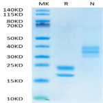Human VEGF121 Protein (VEG-HM421)
