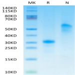 Human VEGF165 Protein (VEG-HM465)