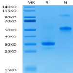 Biotinylated Human VEGF165 Protein (VEG-HM465B)
