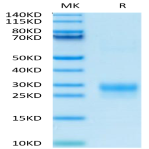 Biotinylated Human VEGF-C/Flt4-L Protein (VEG-HM4F1B)