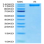 Rhesus macaque VEGF R2/KDR Protein (VGF-CM1R2)