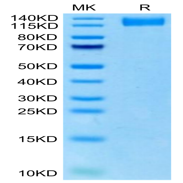 Rhesus macaque VEGF R2/KDR Protein (VGF-CM1R2)