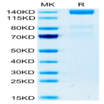 Human VEGF R3/FLT4 Protein (VGF-HM2R3)
