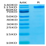 Biotinylated Human VEGF R1/FLT-1 Protein (VGF-HM4R1B)