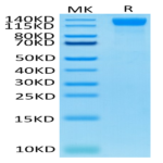 Human VEGF R2/KDR Protein (VGF-HM4R2)