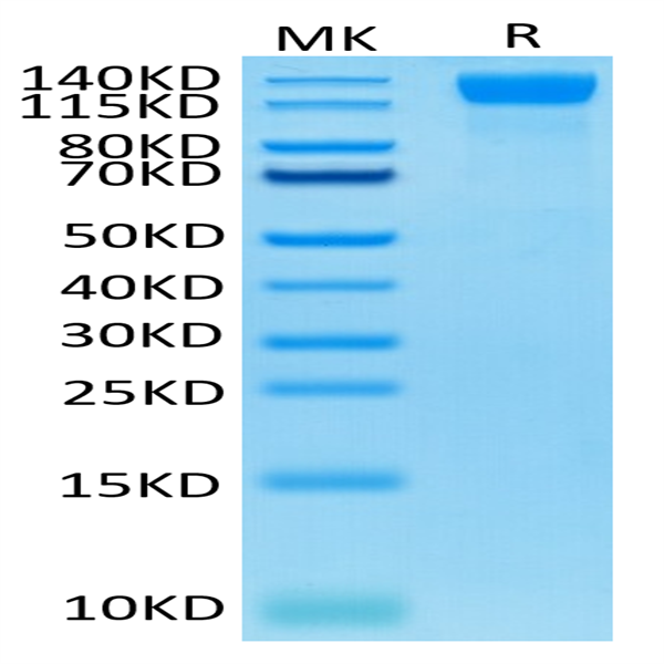 Human VEGF R2/KDR Protein (VGF-HM4R2)