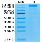 Biotinylated Human VEGF R2/KDR Protein (VGF-HM4R2B)
