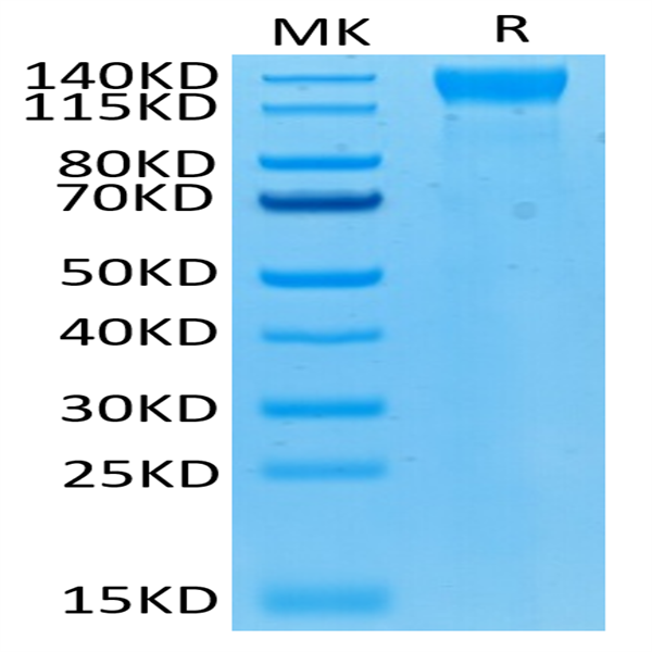 Biotinylated Human VEGF R2/KDR Protein (VGF-HM4R2B)