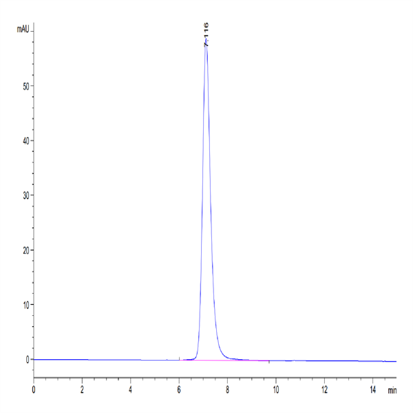 Human VEGF R3/FLT4 Protein (VGF-HM4R3)